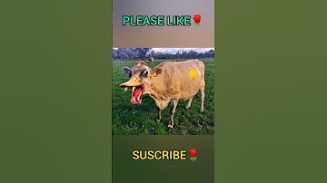#shorts #aishorts #aivideo #goru #guru #hamba #kuddus #cow #funny