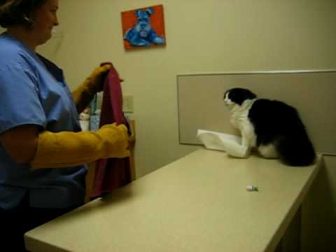 Psycho Cat Beats Up On Vet