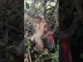 monkey monkeys monkeydluffy monkeybusiness monkeyforest