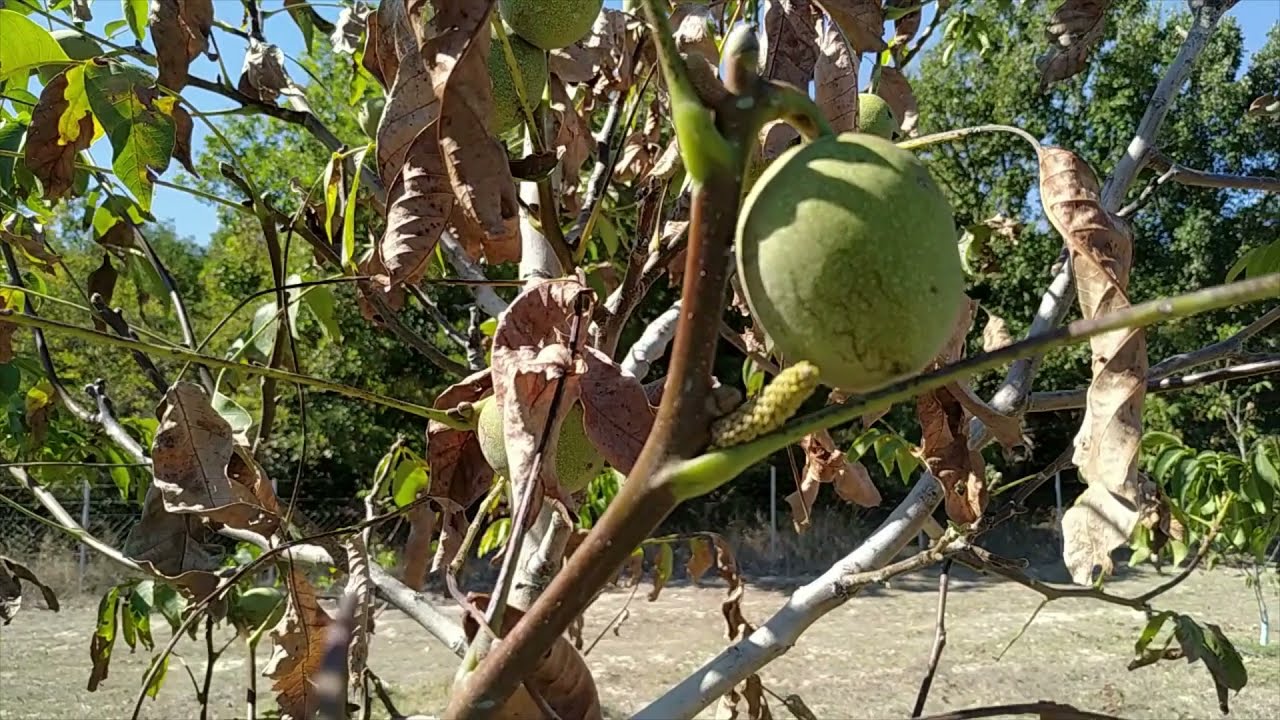 ΠΡΟΣΟΧΗ Σοβαρά λαθη στήν καλλιέργεια Καρυδιάς Chander