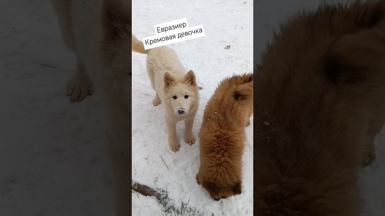 Весёлая хулиганка / Евразиер (4 мес) 