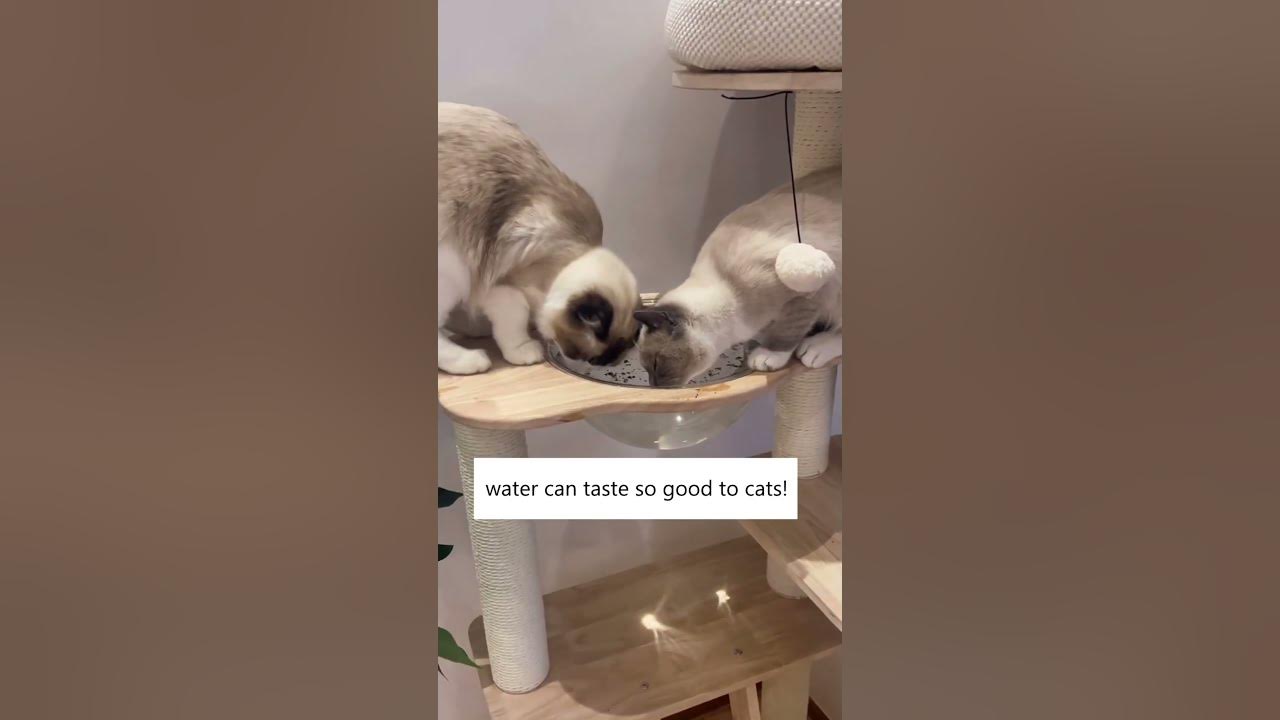 Best Tip To Get Your Cat Drink More!🐈💦 YouTube
