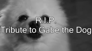 R.I.P. Gabe the Dog (Tribute)