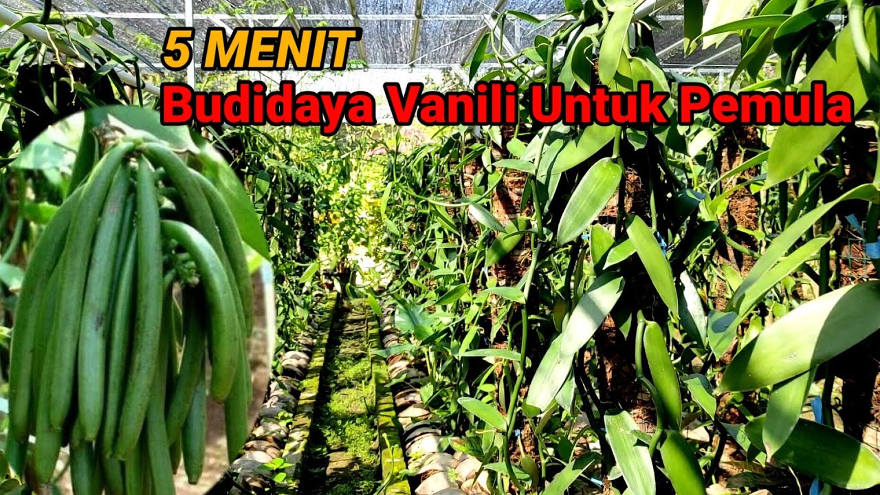 CARA MENANAM VANILI - PANDUAN LENGKAP UNTUK PEMULA MENANAM VANILI 