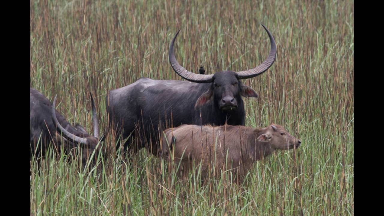 KAZIRANGA & NAMERI