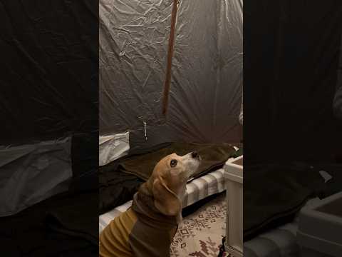 大雨警報でテントに避難するビーグルさん