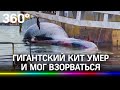 Гигантский мёртвый кит мог взорваться у берега в Италии