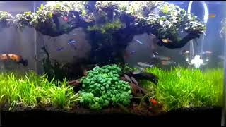 Aquascape Bonsai Bucepalandra Lilaeopsis Angguran