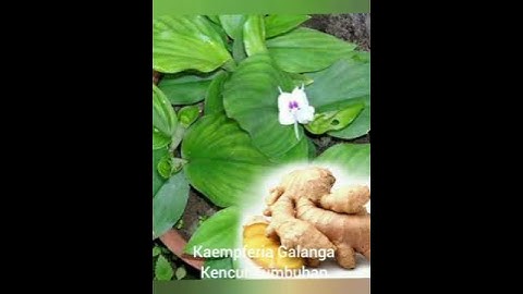 Thumbnail of Tumbuhan kencur (Kaempferia galanga)