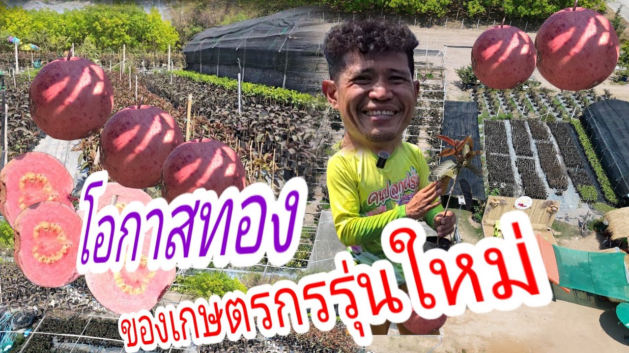 พลิกที่ดินสู่ทองคำ: ปลูกฝรั่งแดงอโยธยา รวยได้ไม่รู้ตัว"