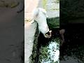 Funniest animals 2024@fun with cats and dogs