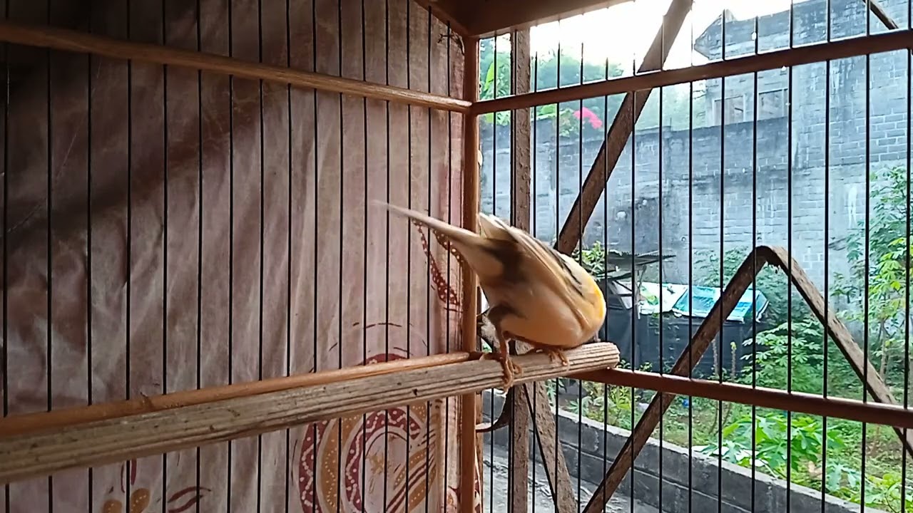 Burung Canary Gacor Best