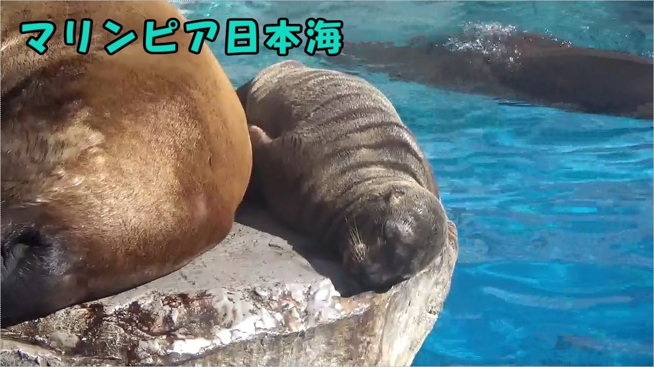 【マリンピア日本海】トドの父娘でお昼寝日和１