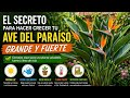 ¿Quieres que tu Ave del Paraíso crezca grande, fuerte y con flores espectaculares? Quédate