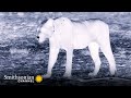 Lion Hunting Strategies and Challenges