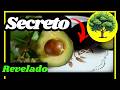 Como germinar CORRECTAMENTE una🥑🥑 semilla de aguacate (Persea americana)