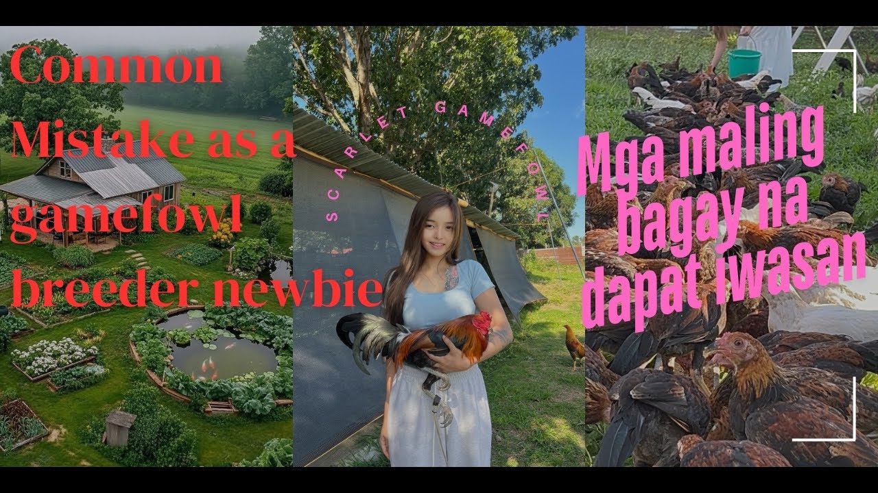 Common mistakes as a gamefowl breeder | Mga bagay na dapat iwasan | Tips