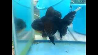 MOV_0587.mp4