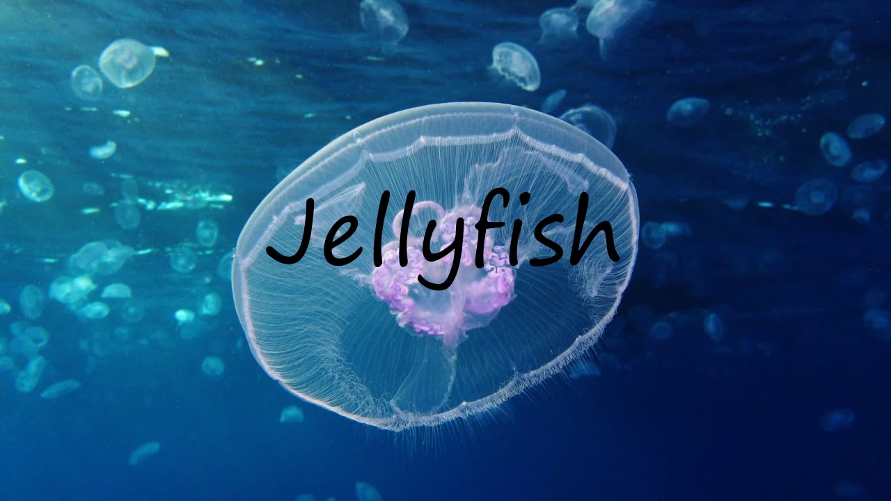 How to Pronounce Jellyfish? YouTube