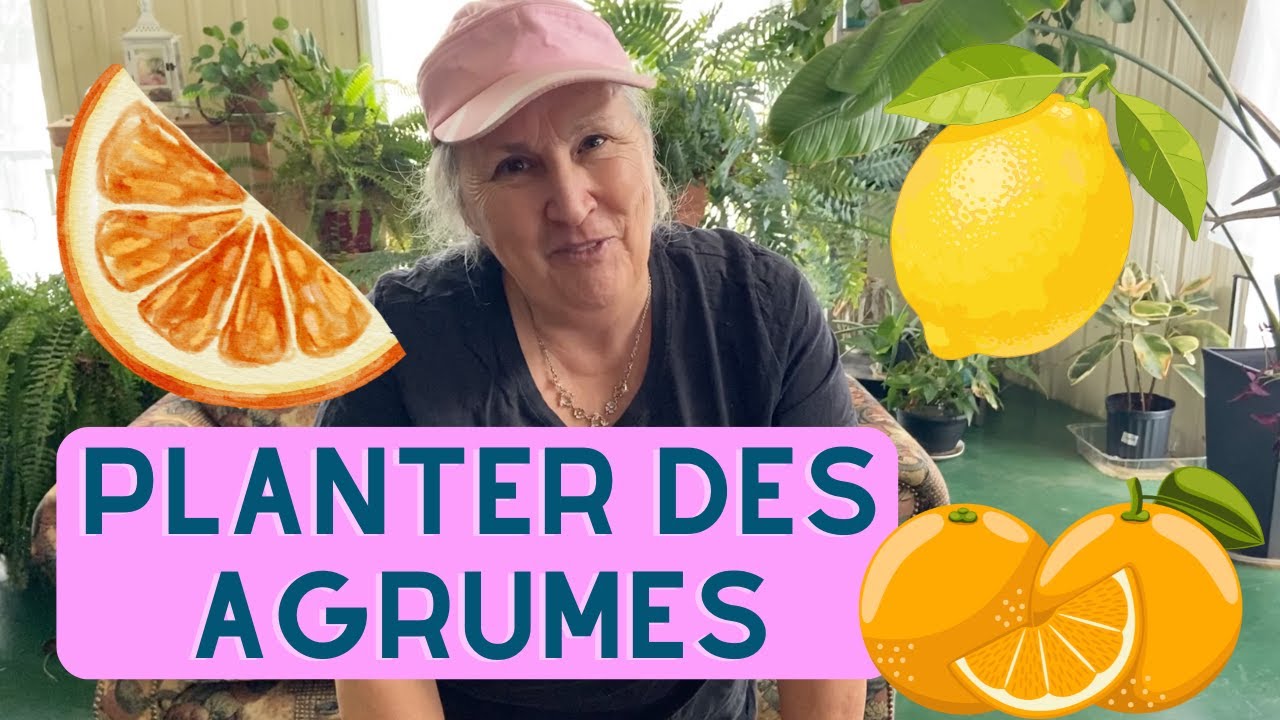 Les agrumes : comment les cultiver? - capsule horticole