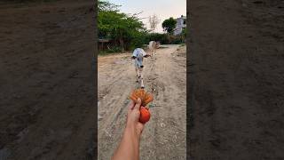 प्यारी बछिया #cow #shortsfeed #cows #shortvideo #gaumata #ytshorts #cowvideos #shorts #cowvideo #yt