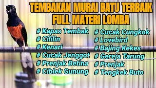 MASTERAN MURAI BATU TERBAIK SEPANJANG MASA FULL TEMBAKAN BONGKAR ISIAN LOMBA 100% BIKIN MURAI  JUARA
