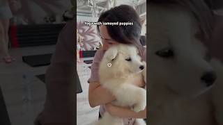 Yoga With Samoyed Puppies
