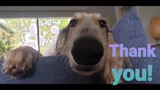 Borzoi Dog First Day Of Spring Beautiful Day