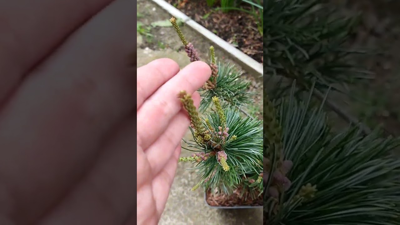 Хвойные новинки: сосны Негиши,, Шервуд компакт и  Бенджамин, пихта Сильберлок. Приросты у хвойных.