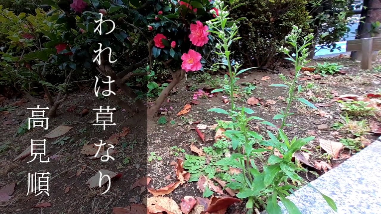 公の場での発言・インタビュー報道記録