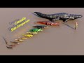 Crocodile Size Comparison #animation #animals