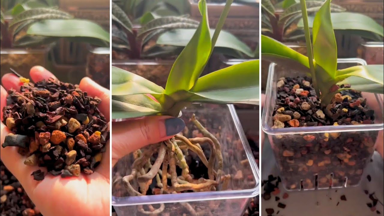 Best techniques to repotting orchid in pot orchid 02 YouTube