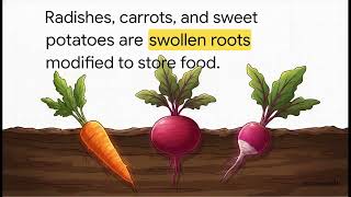 Grade 7 Science Chapter 2 | Plants : Structure and Function | SSC Maharashtra Board
