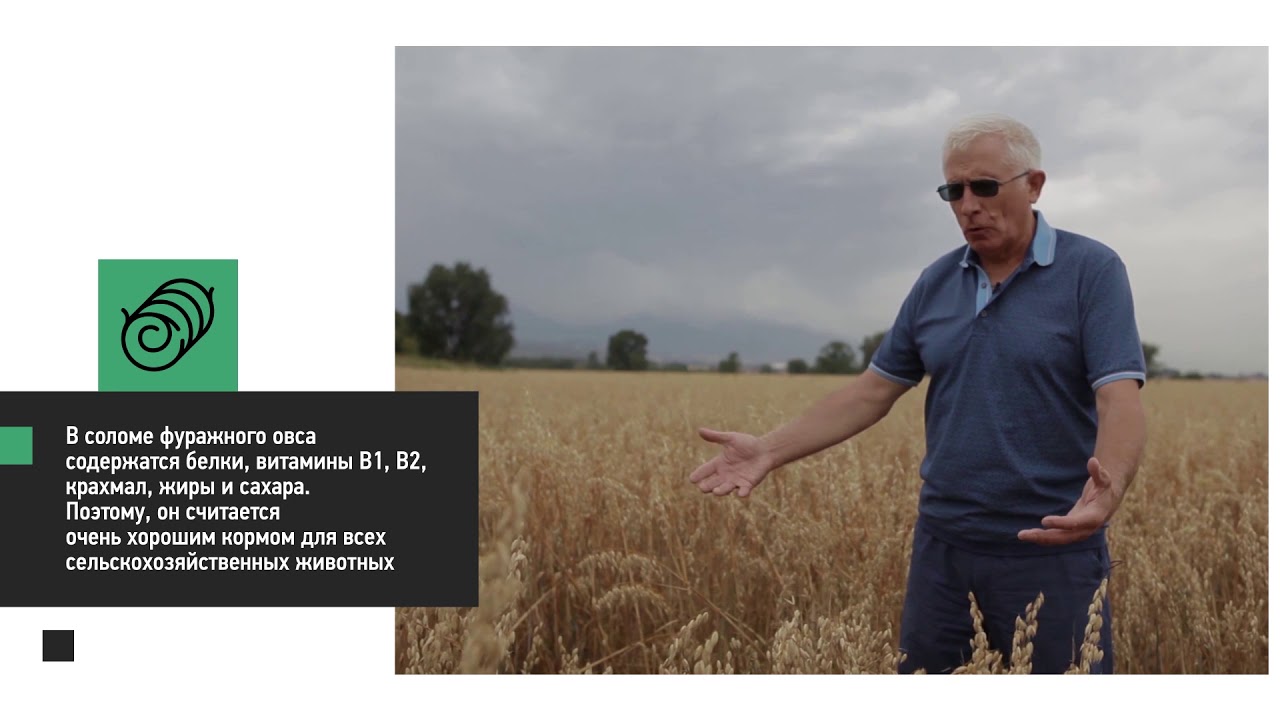 Кормовая культура овес