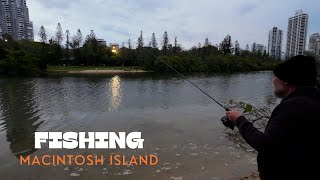 Evening Fish At Macintosh Island - Gold Coast