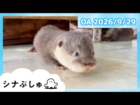 【赤ちゃんが喜ぶ】シナぷしゅ公式26/09/29│赤ちゃんが泣き止む・知育の動画