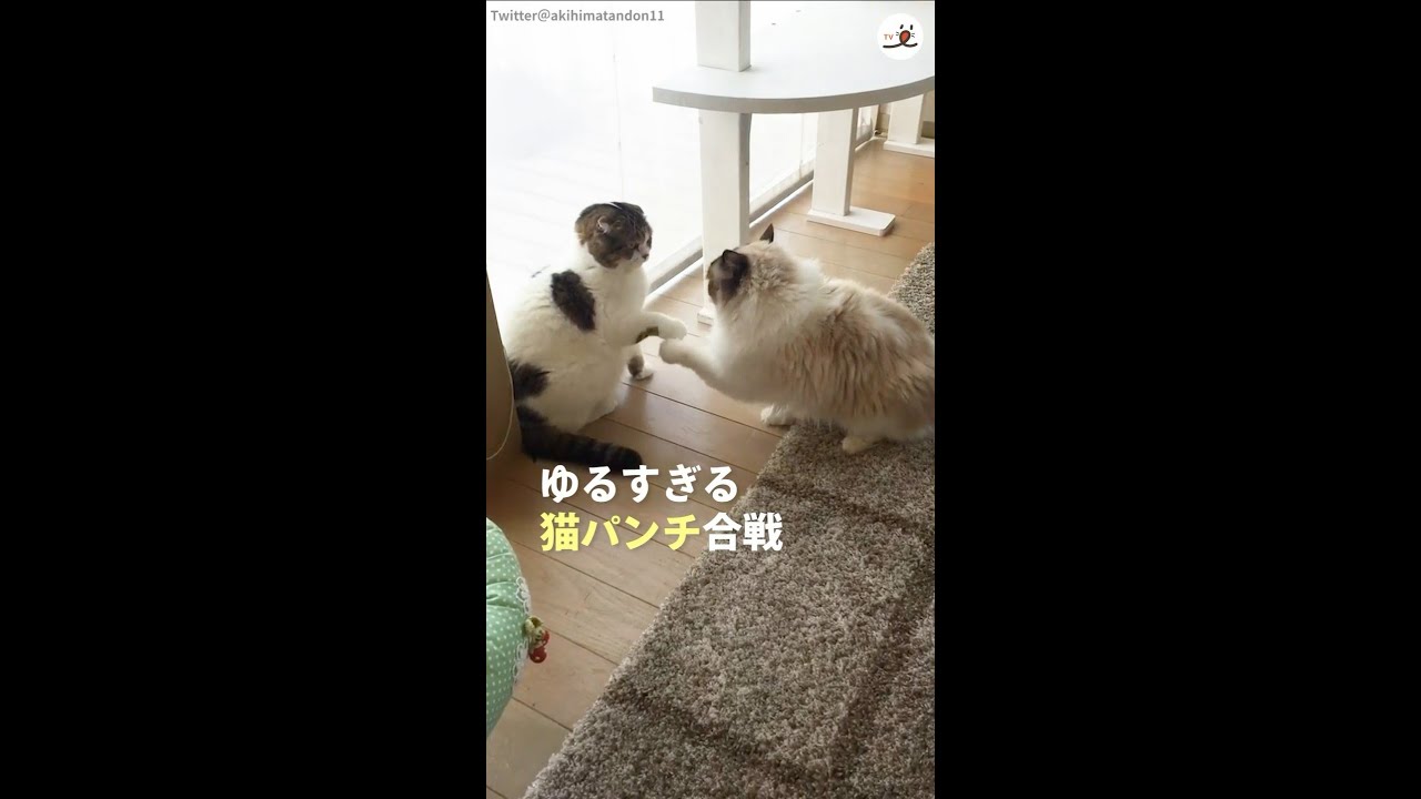 速すぎてスローモーションに見える 驚くべき速度で猫パンチを放つニャンコたち Youtube