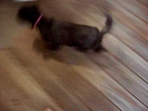 she goes wild over greenies! perro cabron! doggy gone wild!!!