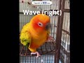 38 parrot tricks! A bird trick compilation, conure tricks