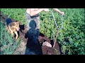 окучивание картошки