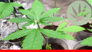 Buddha'S Sister - All About This Strain
