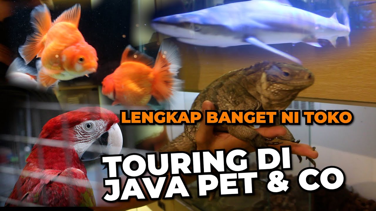 Grebekkk Toko Java Pet and Co Lengkapp Bangett - YouTube