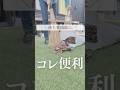 ＼落ち葉掃除に／コレ便利 #落ち葉掃除 #掃除 #落ち葉 #外構
