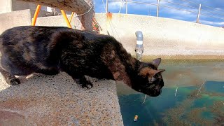 海辺の公園にいたサビ猫ちゃん、何か喋ってきた