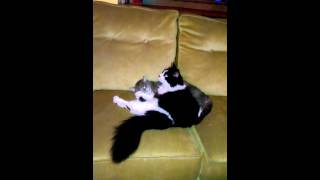 Cockatoo scares the cat #birds #parrot #cockatoo #animalfriends