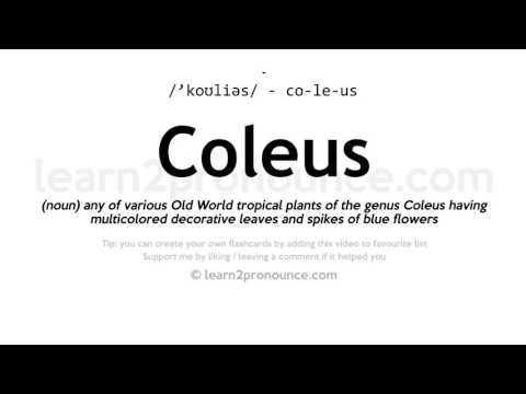 Видео: Coleus - гоёл чимэглэлийн хамхуул