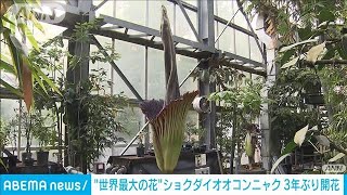 “世界最大の花”ショクダイオオコンニャクが3年ぶり開花　高さは約2．5メートル(2023年5月27日)
