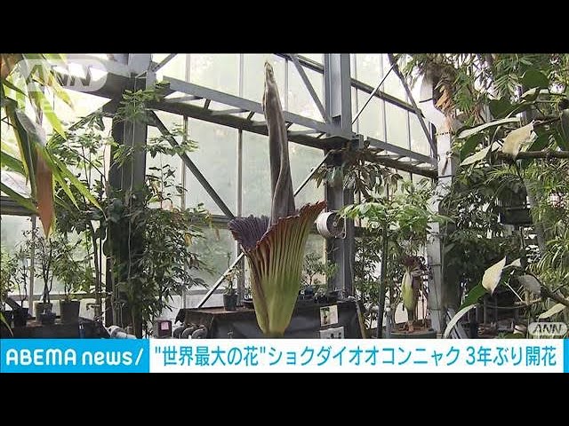 世界最大の花”ショクダイオオコンニャクが3年ぶり開花 高さは約2．5