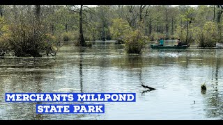 Guide to Merchants Millpond State Park | Beautiful pond and wetlands