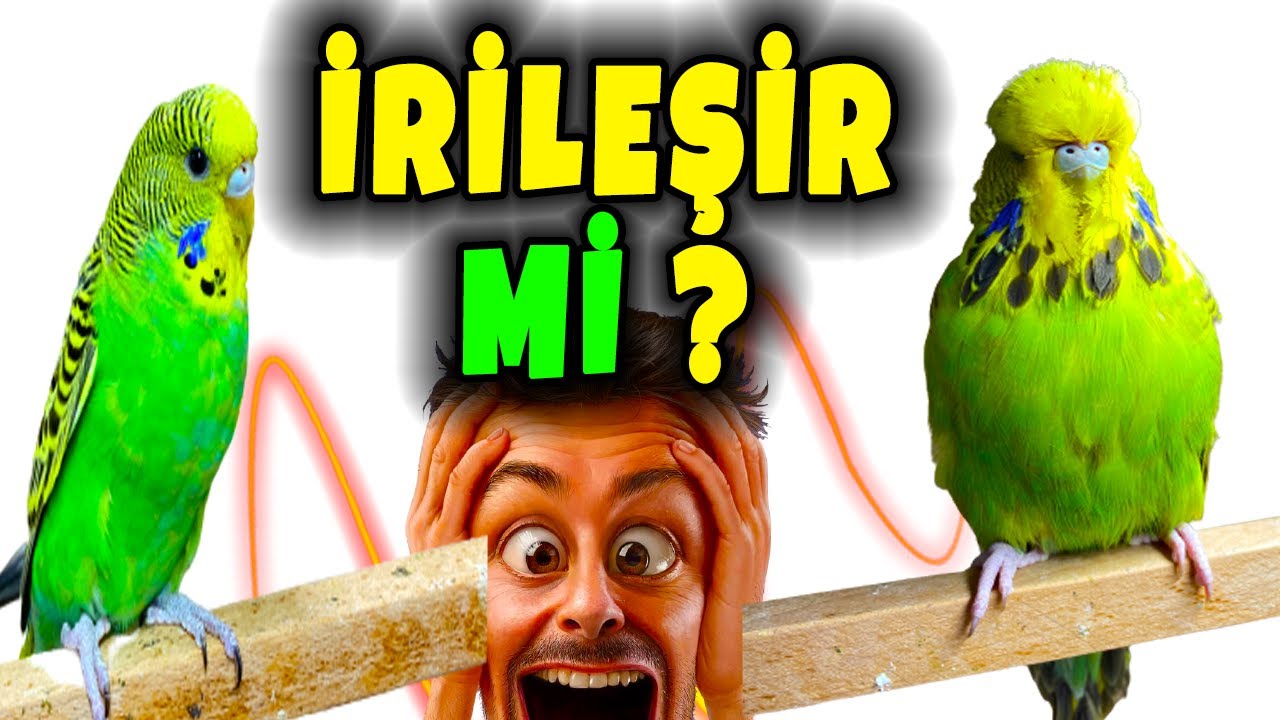 MUHABBET KUŞU İRİLEŞİR Mİ ? NASIL KİLO ALDIRIRIM ?